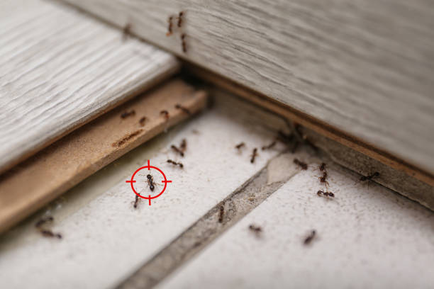 Best Cockroach Control Services  in Covington, VA